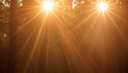 Sunset or sunrise in the forest with sunbeams and lens flareの素材