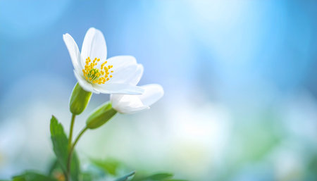White wood anemone flowers on a blue bokeh backgroundの素材