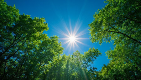 Green forest with sun and blue sky. Nature green wood sunlight backgroundsの素材