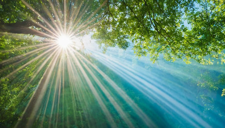 Sun rays through the branches of a tree in a green summer forestの素材
