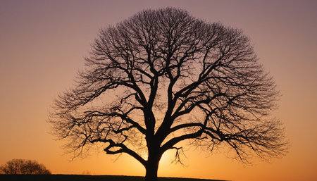 Silhouette of a tree at sunset in winter with no leavesの素材