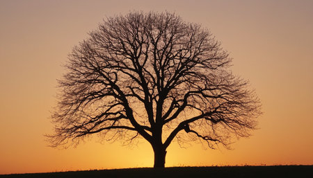 Silhouette of a bare tree at sunset in winter, horizontalの素材