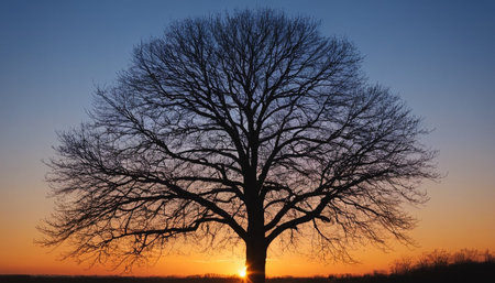 Silhouette of a bare tree at sunset in winter time.の素材