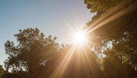 Sun shining through the trees in the park on a sunny day.の素材
