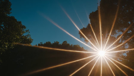 Sunset in the forest with rays of light through the trees.の素材