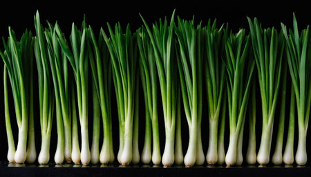 Green spring onions on a black background. Close-up. Selective focus.の素材
