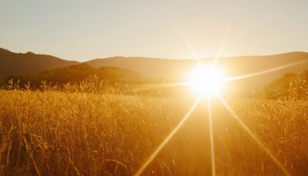 Sunset over wheat field and mountains in background, panoramic viewの素材
