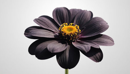 Black dahlia flower isolated on white background. Close up.の素材