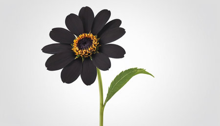 Black daisy flower isolated on white background with clipping path included.の素材