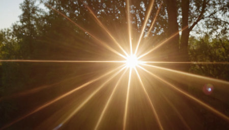 Sunset in a summer forest with sunbeams and lens flareの素材