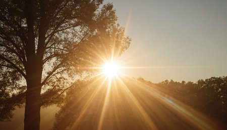 Sunset in the forest. Beautiful summer landscape with sunbeamsの素材