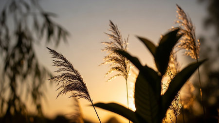 Silhouette of grass in the sunset light. Natural background.の素材