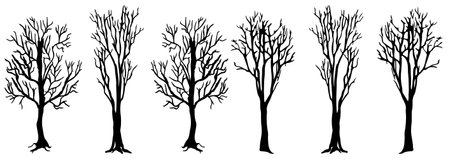Set of black silhouettes of trees on a white background. Vector illustrationのイラスト素材