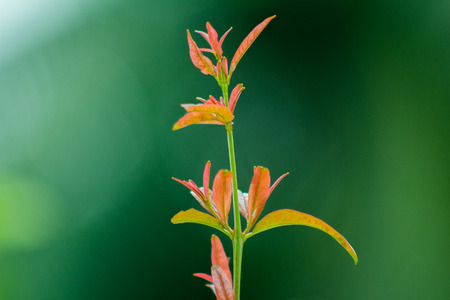 Red pomegranate leaf. Brown new leaf. Young red leaf. green background. green leaf.の写真素材