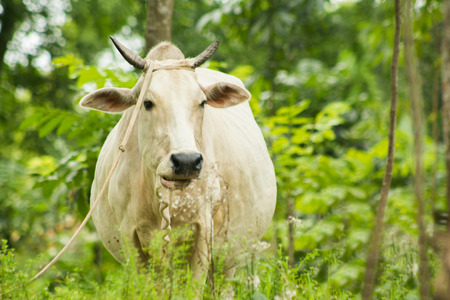 A fat white cow chewing grass in a Bangladeshi rural area.の写真素材