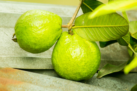 Two green Guavas on a tin. green leaf. guava leaf.tinの写真素材