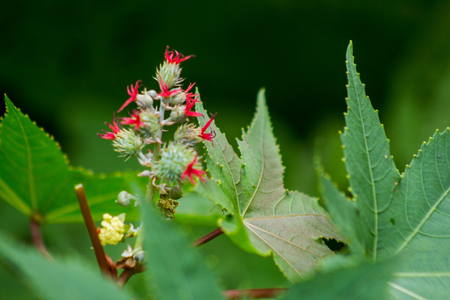 A green green castor oil leaf and red flowerの写真素材
