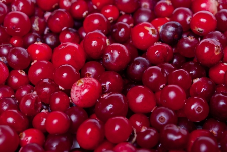 Background, lot of red Cranberrysの写真素材