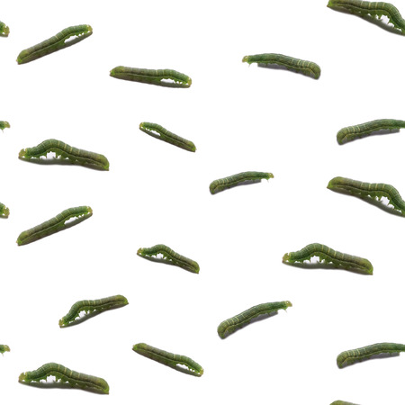 Seamless pattern, green caterpillarの写真素材