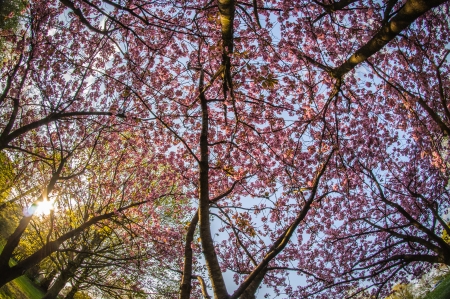 View of cherry tree from the bottom with a fish eye lensの写真素材