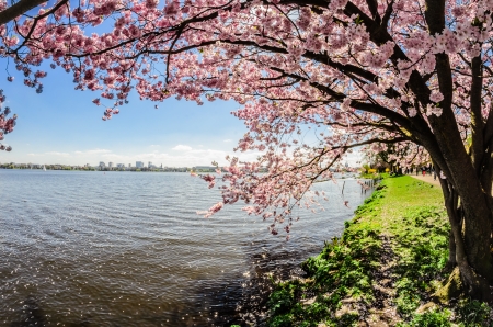 Spring in Hamburgの写真素材