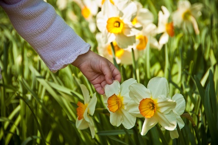 The hand of a child touches the delicate flower narcissusの写真素材