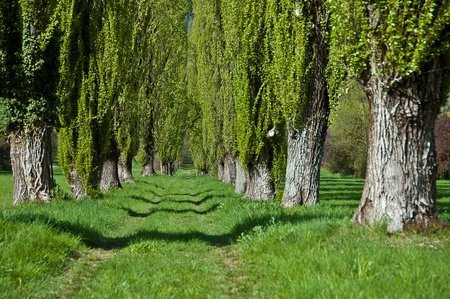 long avenue of green poplars, Italyの写真素材