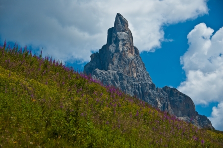 field of flowers in the background the Cimon della Pala, Dolomites の写真素材