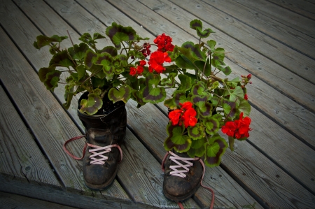 geraniums in boots used as vesselsの写真素材