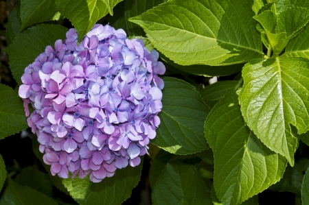 hortensia, detail of lilac flowers in summerの写真素材