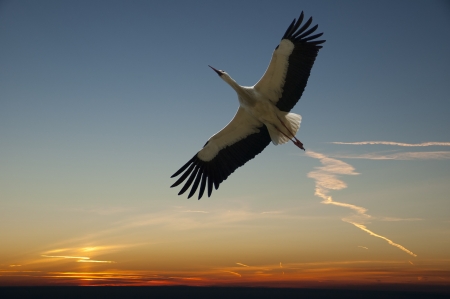 stork in flight and background evening skyの写真素材