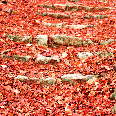 details of colors in autumn season at the parkの写真素材