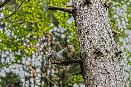 Squirrel on the plant at the park in autumn seasonの写真素材