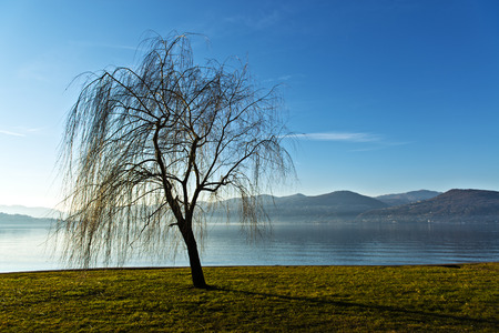 Lonely weeping willow near the lakeside, Ispra - Varese, Lombardy - Italyの写真素材