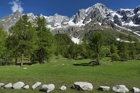 meadow, larches, forest, mountains of Aosta Valley in a beautiful day of spring with blue sky in backgroundの写真素材