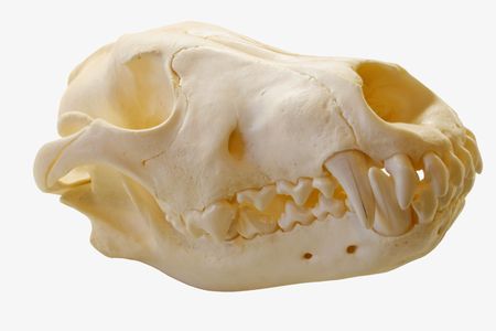 Gray Wolf Skull isolated on whiteの写真素材