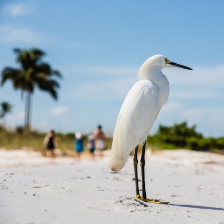 Snowy Egret on Florida Beach, with Palms on a Backgroundの写真素材