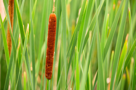 Reed and Cattails in Summer Park