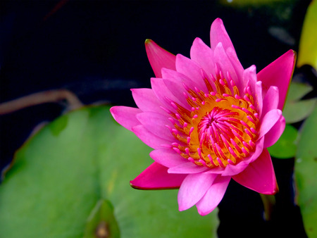 pink lotus flowerの写真素材