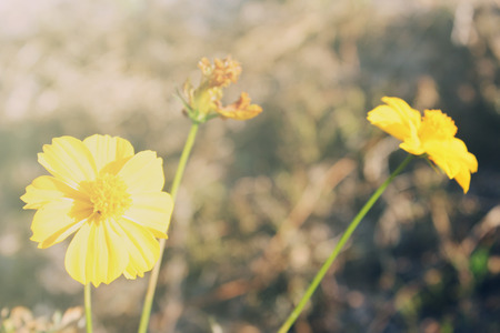 yellow cosmos flowerの写真素材