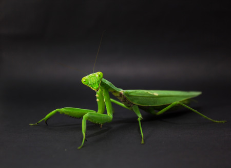 mantis isolated on black backgroundの写真素材