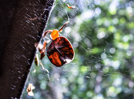 leaves on spiderwebの写真素材