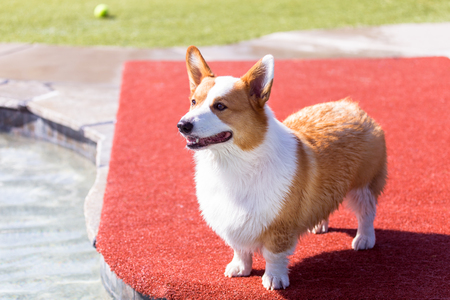 Pembroke Welsh Corgi at a dog parkの写真素材