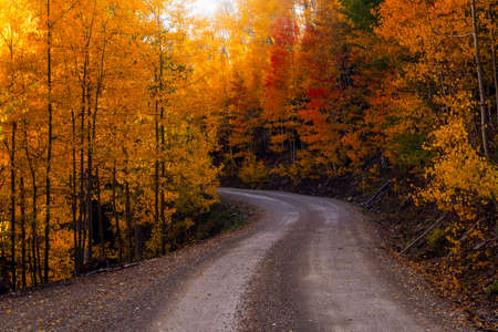 Scenic autumn landscape with dirt road, aspen trees and fall colors.