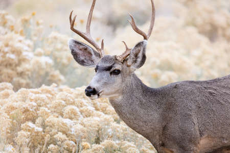 Mule deer buck in Grand Canyon National Park, Arizona.