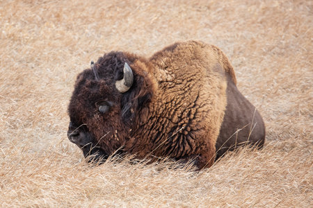American Bison in Badlands National Park, South Dakota.の写真素材