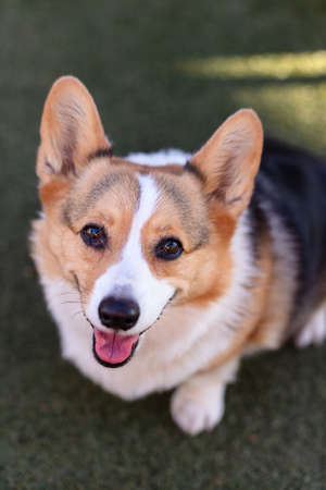 Pembroke Welsh Corgi dog sitting in grassの写真素材