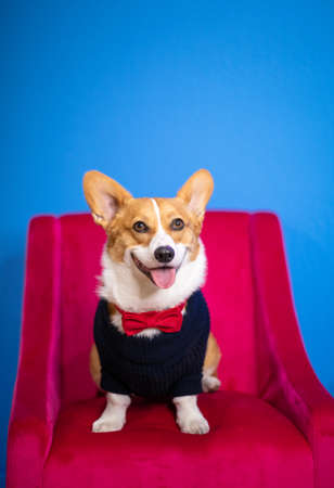 Pembroke Welsh Corgi dog sitting in a chairの写真素材