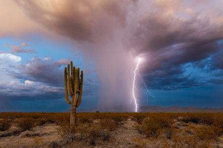 A lightning strike and Saguaro cactus in the Arizona desert.の写真素材