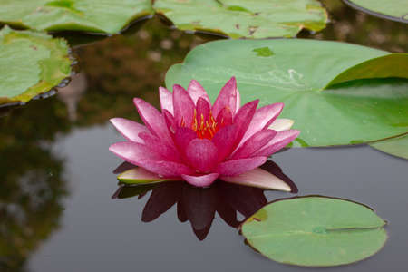 lone red lotus flower reflection in a lily pondの写真素材